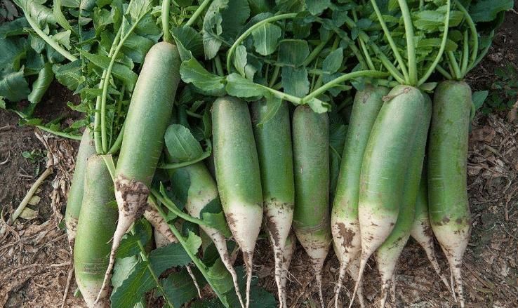 萝卜和它一起煮,隔三差五吃,暖胃驱寒,咳嗽不咳,早食早受益