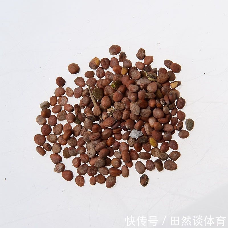 方子|一个非常强大的方子,只需3味药,把痰湿彻底根除,神清气爽