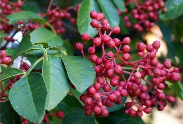 阳气|快告诉家里人:每次煮水加几粒它,阳气足了,体质好了,病痛消了