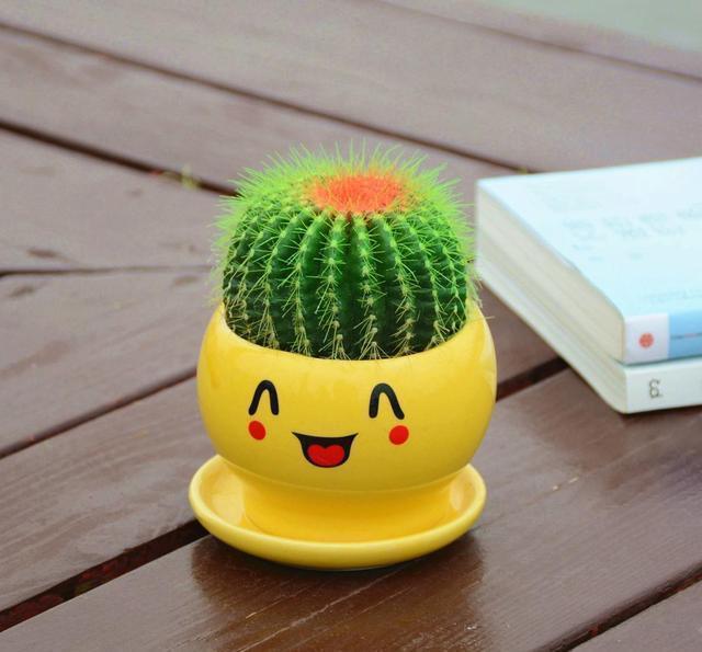 养花小技巧仙人球浑身是刺，学好几个妙招，不到半年就开花