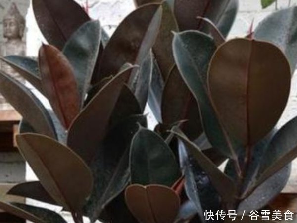 不要再养绿萝了,客厅养上3种“树”,旺宅招财还养人,寓意还好