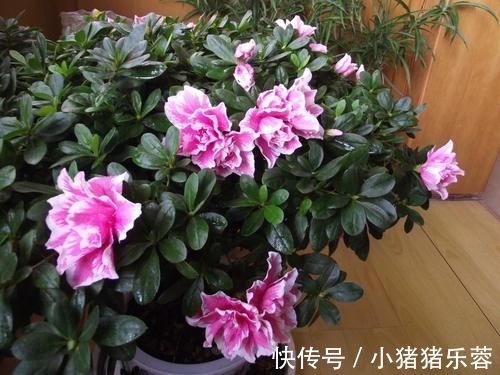 杜鹃花|1种花太“娇气”，虽然5元一盆，买回家难养活也是白扔钱