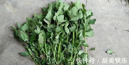 灰灰菜|最常见的一种野菜，可祛湿、解毒、除口臭、有效解决便秘！