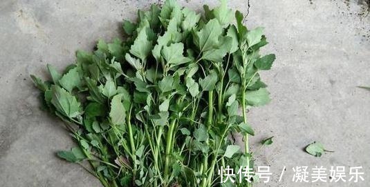 灰灰菜|最常见的一种野菜,可祛湿、解毒、除口臭、有效解决便秘!