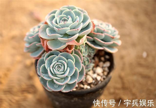 刚买回来的多肉，什么时候能够才能上盆，多肉植物上盆的最佳时间