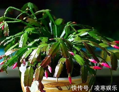 没嫁接的蟹爪兰,移栽有“讲究”,做好第一步,后期养护才简单