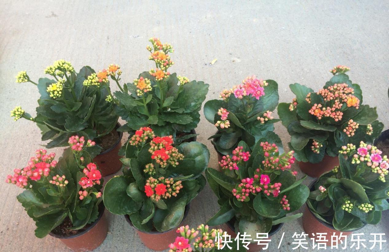 养长寿花,掌握住这5点要求,植株花开满枝,不再限于冬日