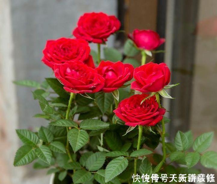 马蹄莲|家养5种花，开花爆盆花期长，花大色艳真漂亮，谁养谁上瘾