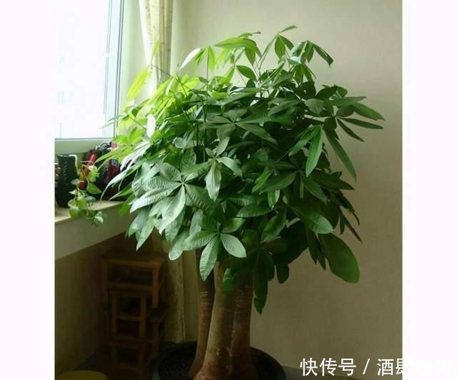 5种“吉利花”,冬天是“难关”,再漂亮也别买,买了也是浪费钱!