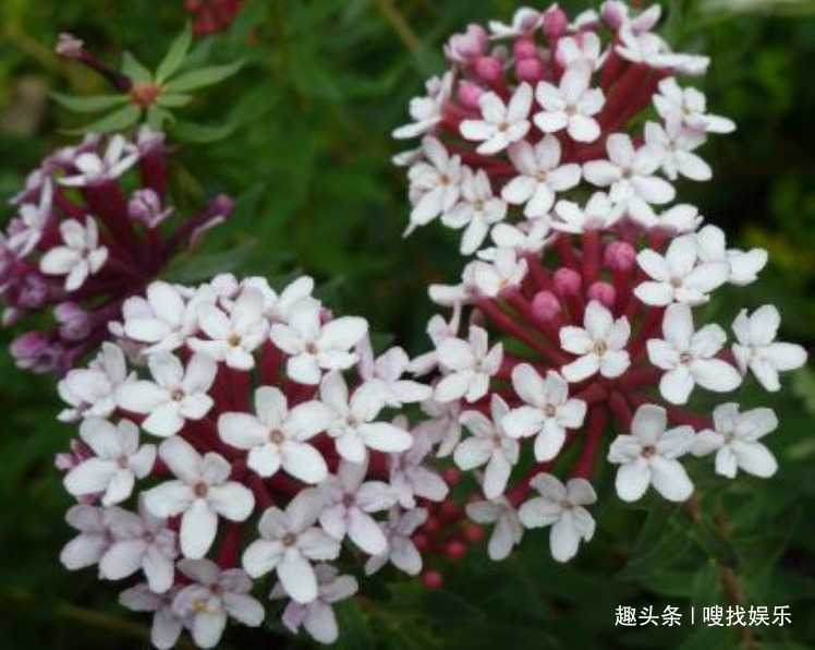 此花盛开时,娇艳的花朵在阳光下闪烁着耀眼的光泽,格外引人瞩目