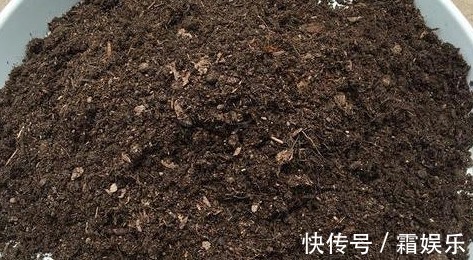 修剪|喜欢养花,先戒掉7个坏习惯,不然啥花也养不好,你占了几个