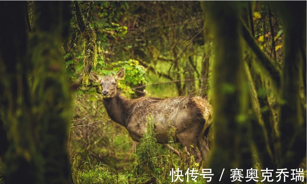 海子|去喇叭河浪费时间，成都3h可达！