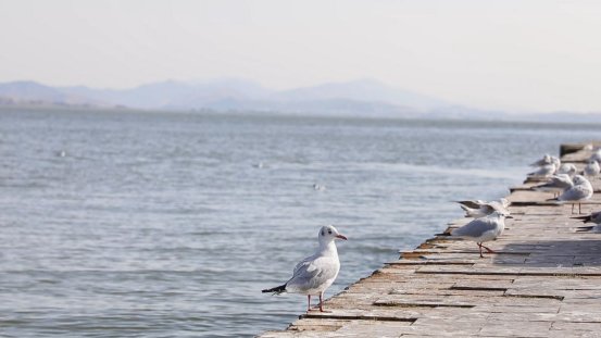  昆明|“你曾经跨过山和大海……” 栖居滇池畔，这次不再是梦想！