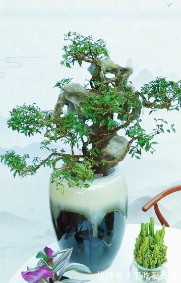 一棵矮霸李氏樱桃,微小型盆景也能观花赏果