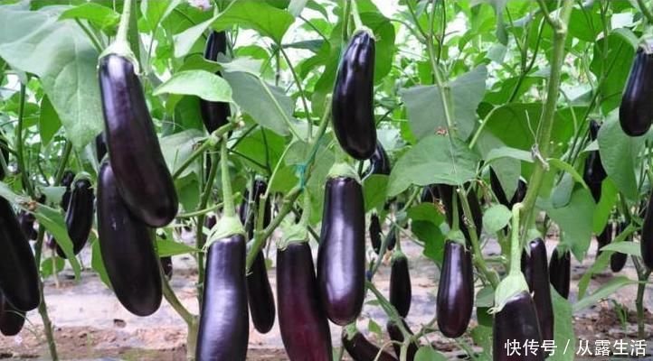 茄子好吃但是不能乱吃,吃茄子有一种禁忌,还有人傻傻不清楚