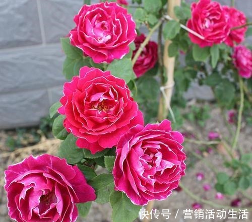 此是“世界名花”，好养如绿萝，清香如兰花，庭院阳台都能养！