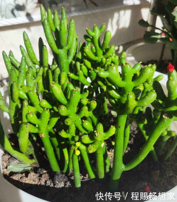 养花6种“丑八怪”，放在家里能镇宅，养的越久越气派