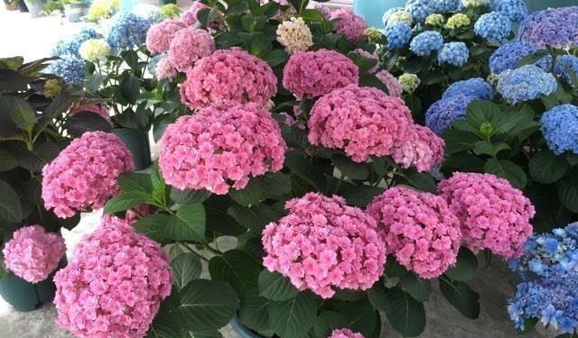 开花|6种“漂亮花”，长了就狠剪，舍不得剪害处大，耽误一年开花量