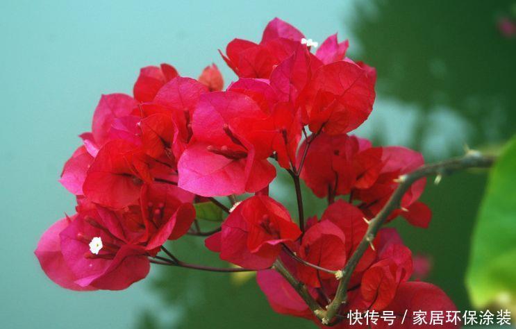 谁见了都喜欢的花，好养又漂亮，花期特别长，美极了