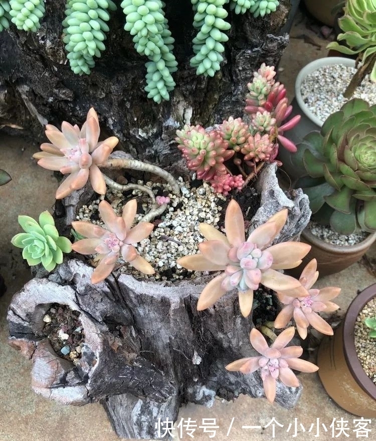 多肉盆栽:强迫症养多肉,必须整整齐齐,一颗也不能乱