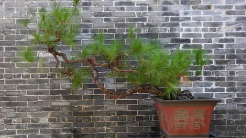 树桩的截干蓄枝期间，注意6个方面的工作，帮你培育出好桩景