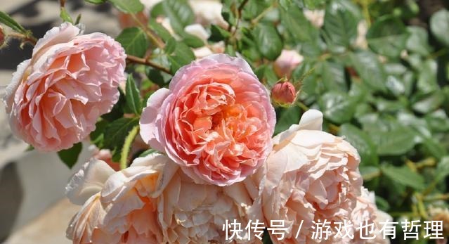 花朵|30个浓香月季品种,你喜欢哪一种养一棵满院飘香!