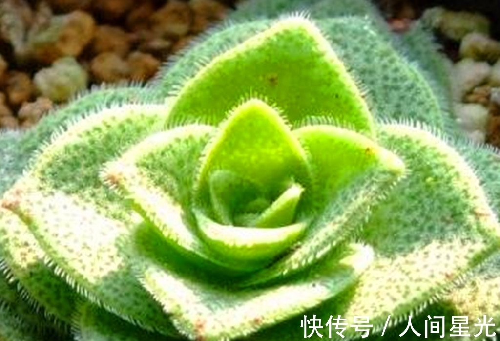 夏梦|这些多肉出状态后,如梦一样美丽,度夏都不算太难