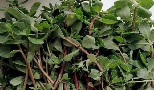 胰岛细胞|4物是糖尿病的“克星”，每天坚持吃，或能帮你稳定血糖不上升