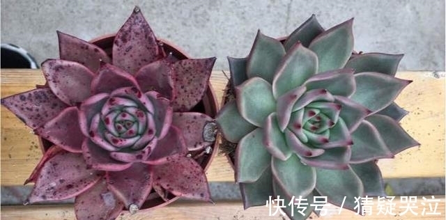 喜欢养多肉得选漂亮好养的,这12款东云系,唯美霸气度夏容易