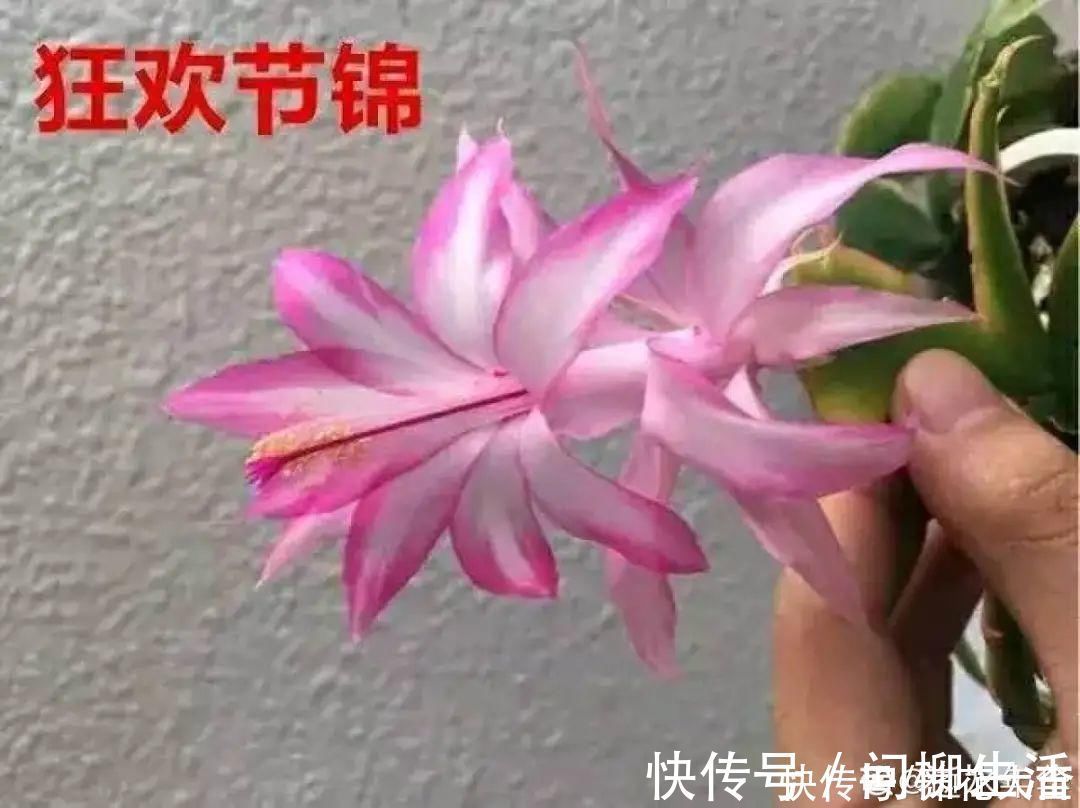 水仙|上万块的蟹爪兰，开花像烟花，养过的人不多