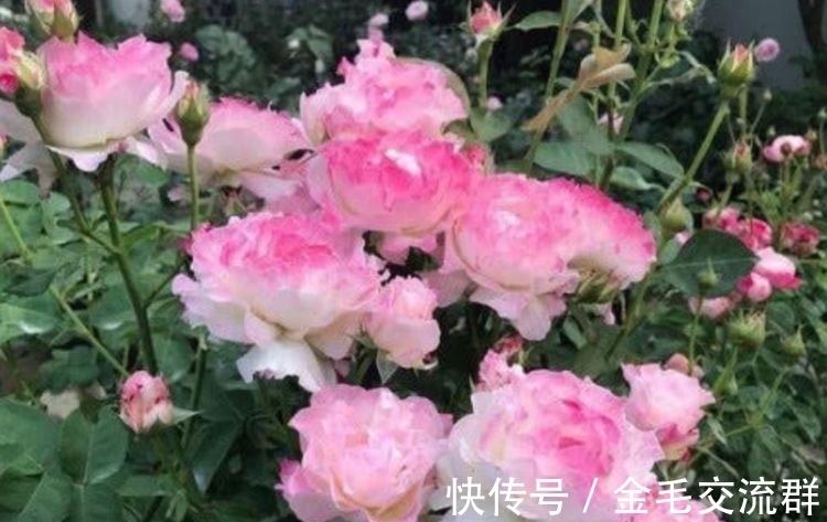 沙漠玫瑰|养花就养个花期长的,花大色艳,天气越热,开花越美