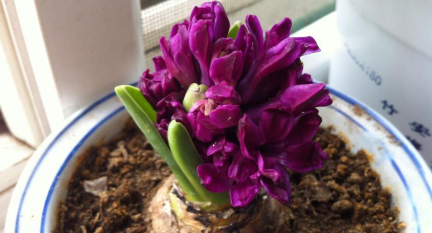 植物|头疼养花选什么品种?懒人一般盆栽此3款,爆盆效果出色又好活