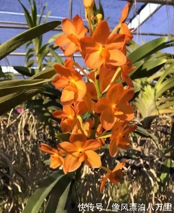 花姿|6种兰花爱开花,一开就变成“花瀑布”,太美了!