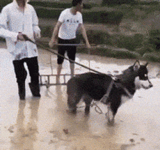 |搞笑GIF:放假送奶奶家,接回来破洞裤不见了