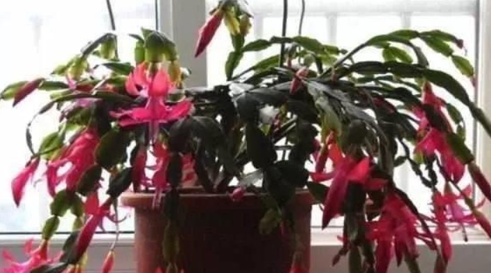 花都是被浇死的,一点不假,学点专业的,让家里的盆栽油光满面