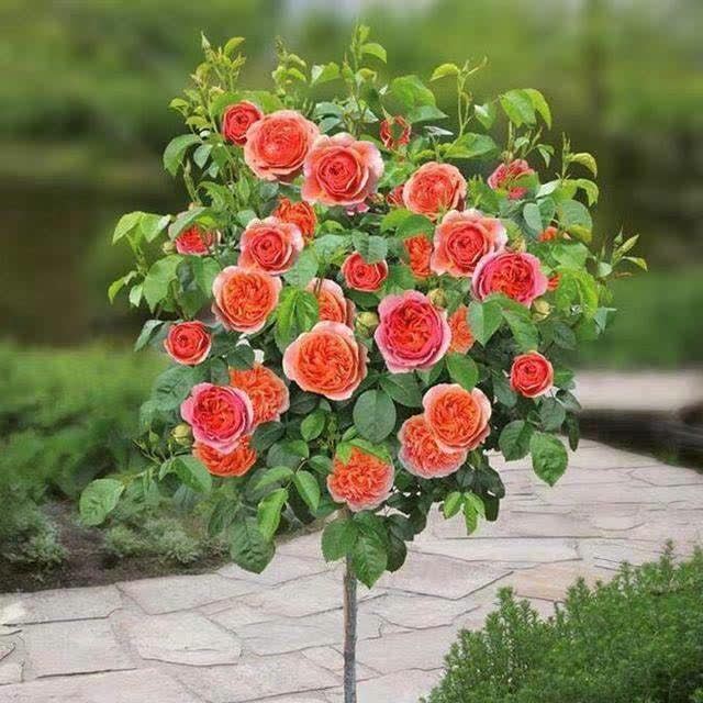 不论有没有院子，我都建议花迷们养一棵，藏不住的高雅气质