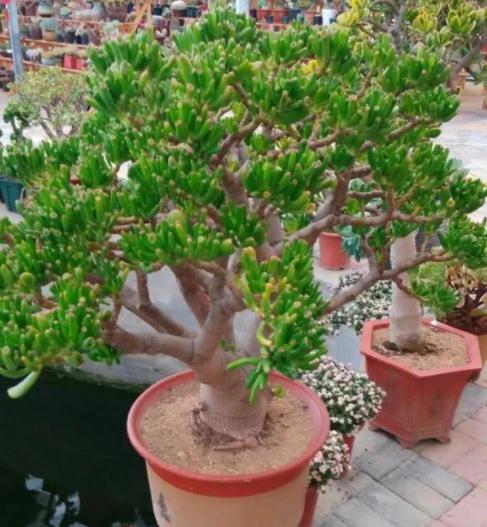 6种常见的“漂亮花”，好养少浇水，养成盆景“身价”翻倍