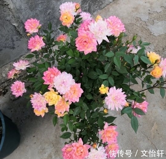 品种|100个月季品种,千姿百态,每个都很漂亮,图名并茂,值得收藏