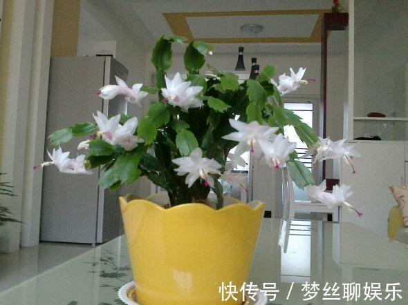 蟹爪兰叶片软趴趴怎么办从3方面对症处理,冬春花开爆满盆