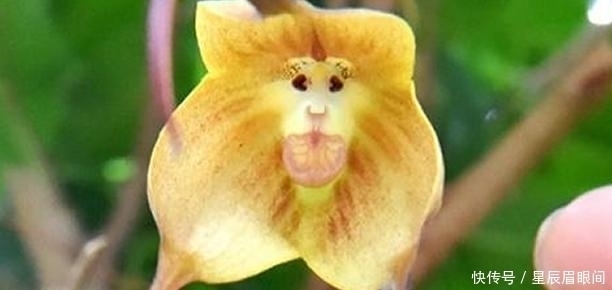 动物|花儿也疯狂,明明是花,就是不认输,非要长的和动物一模一样