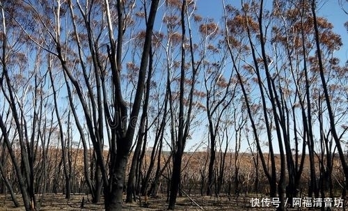 复苏 澳大利亚森林大火之后，桉树开始复苏，这可能是下一场悲剧的开始