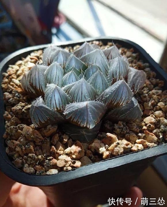 多肉蒂亚|这“三多肉”是爆崽小普货,遇水疯长,一晒就上色,易养成小老桩