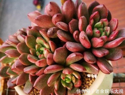 养盆多肉红宝石,不仅生长快易群生,更容易逆袭长成肉墩子!