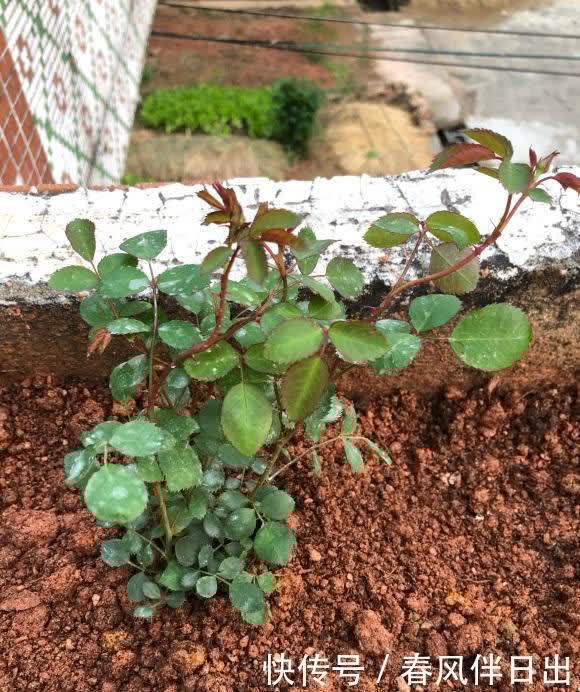 月季花用大盆养,空间大,根系长得密,侧芽越多,开花越多