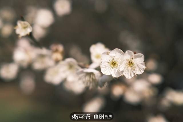 开工第一天 满目春色入镜来，摄友说我们每天都“开工”