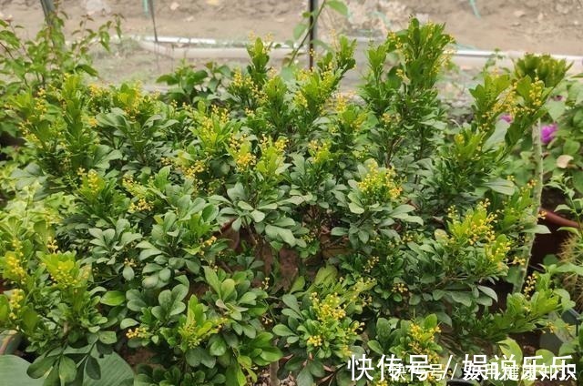 阳性|4种最耐晒的花，越晒花越多，夏季也不怕，家里有院子的可别错过！