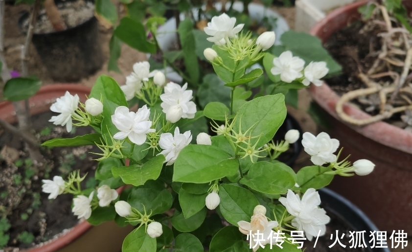 家中光照弱,3种花不要养,因为养了也不开花,它们喜欢强光照