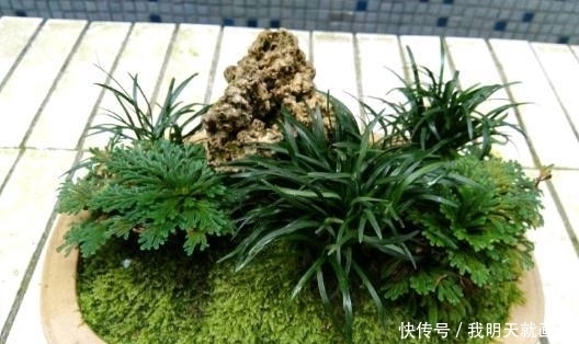 卷柏|公公喜欢在河边挖野草,拿回家盆栽不用换盆,比绿萝君子兰还要美