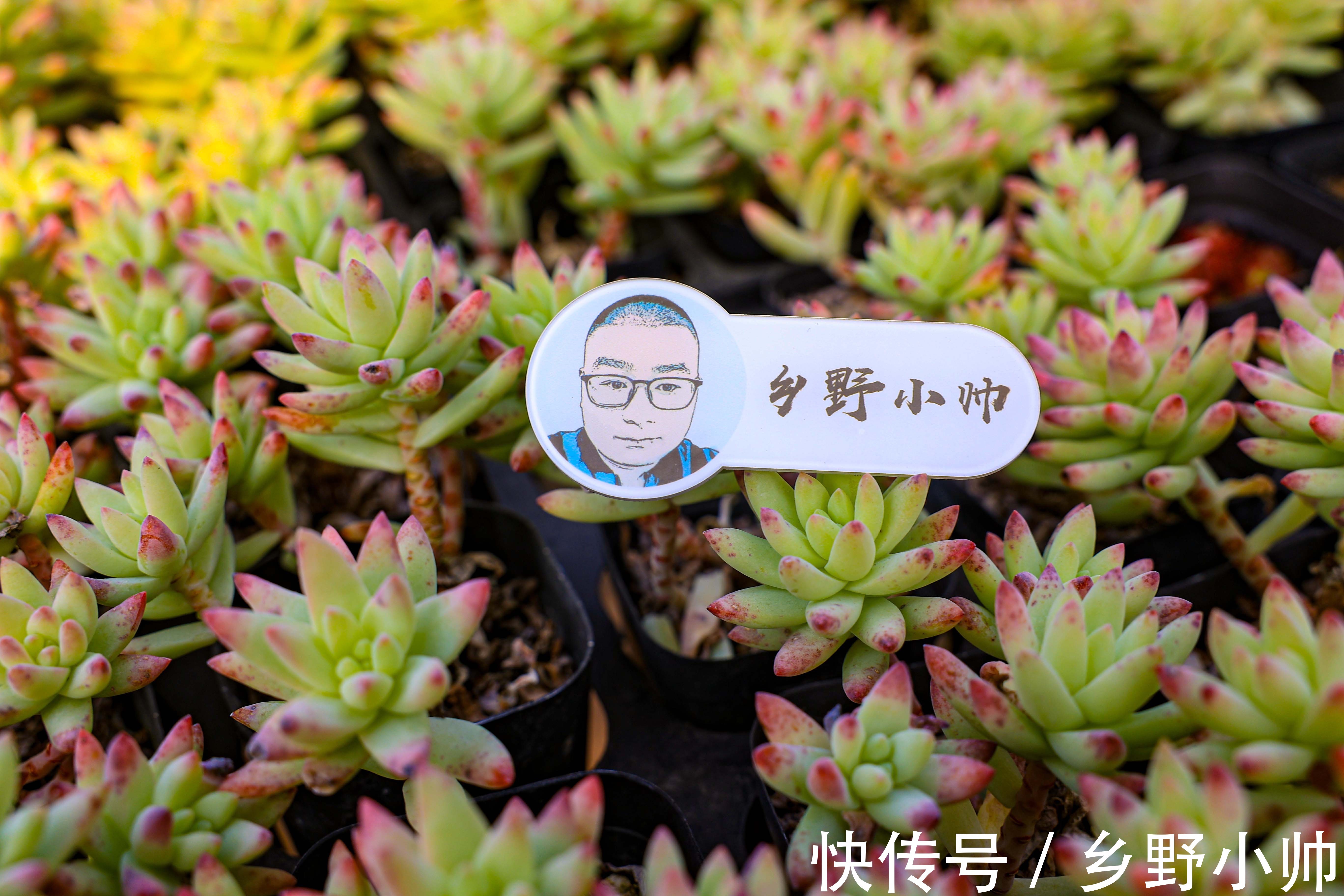 好花配好器，选盆很重要，选对花盆不仅外形好看肉肉也能更健康