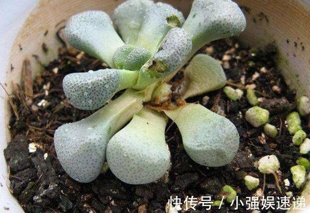 多肉盆栽叶片有''这信号''，记得趁早换盆土，不然来不及抢救